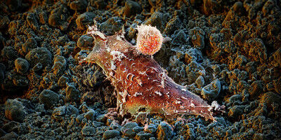 Più forti insieme: terapia oncologica mirata con proteine di fusione