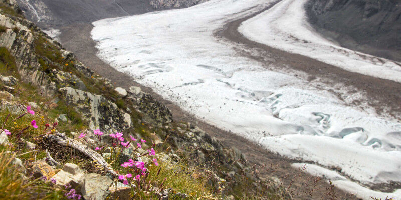 Garofani ( Dianthus sylvestris ) nel loro habitat in Vallese, sopra il ghiacciai