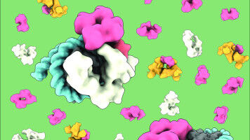 How DNA packaging controls the 'genome's guardian'