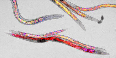 Ricerca sulla longevit�: pi� sani in et� avanzata grazie allo stress