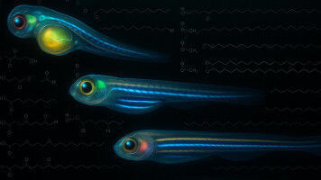 Mapping the lipid blueprint of life in 4D