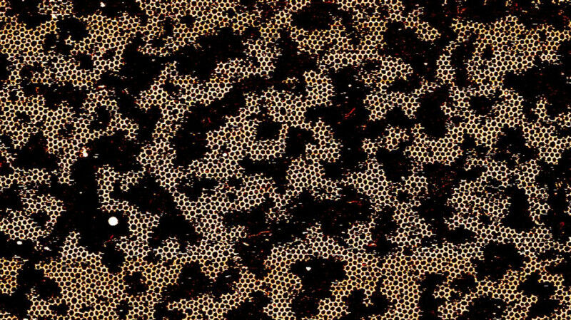 Atomic force microscopy image of a DNA hexagonal network © PBL EPFL