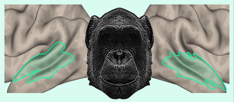 Lorsque les participantes et participants entendaient des vocalisations de chimp