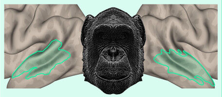 Notre cerveau reconna�t la voix de nos cousins primates