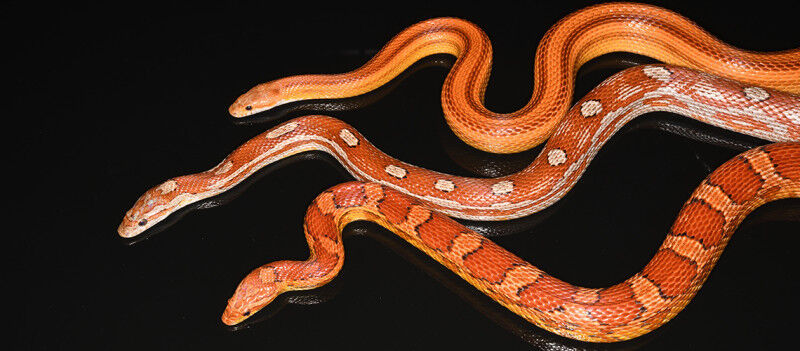 In corn snakes, certain lineages have red, yellow or pink colours, and their dor