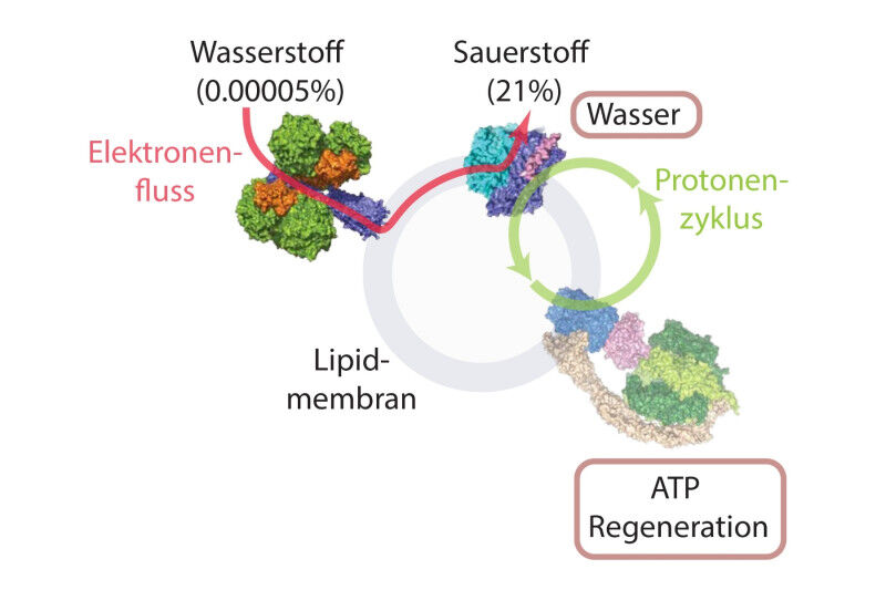 Organismen können Energie aus Luft herstellen