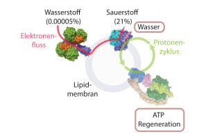 Gli organismi possono produrre energia dall'aria