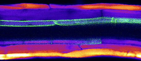 Plants feed through one-way routes