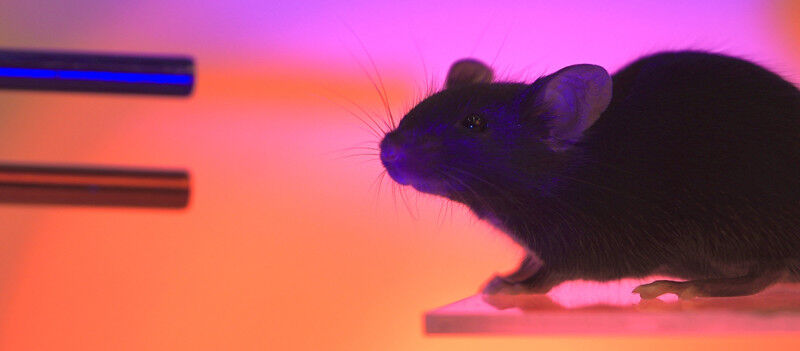 Warum erkennt man einen Gegenstand, den man nur berührt hat, visuell?