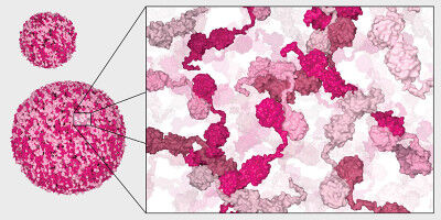 Previously unknown 'folding factories' for proteins