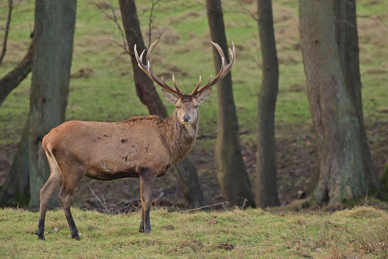 (Image: Pixabay CC0)