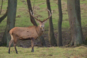 Salvare una specie... a spese di altre?