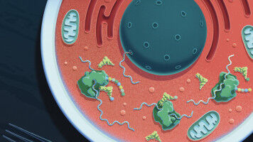 Targeted Diet Enhances Effects of New Childhood Cancer Therapy