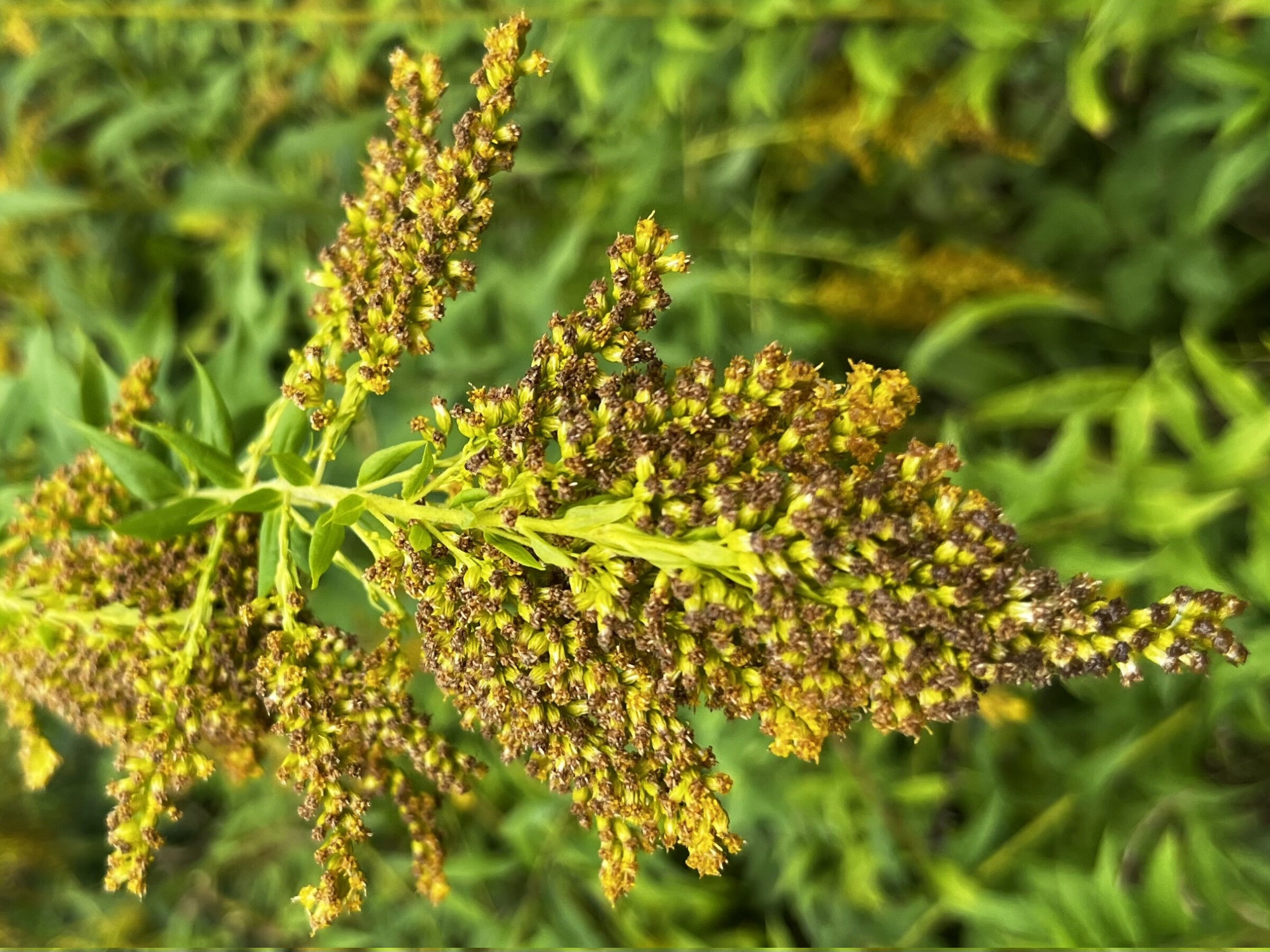 Tempo of invasive species’ impacts