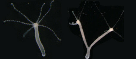 The two-headed Hydra is not just a myth