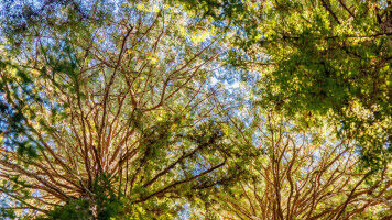 Ein alter Fehler in einem klassischen Algorithmus aufgesp�rt