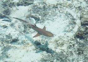 Young Shark Species More Vulnerable to Extinction