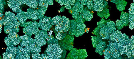 A New Weapon Against a Bacterium That Blocks Wound Healing