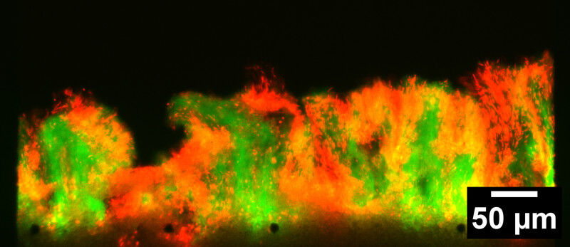 Eleonora Secchi étudie expérimentalement la manière dont les bactéries se protèg