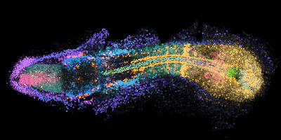 D�veloppement embryonnaire en 4D : un atlas du d�veloppement des g�nes et des ce