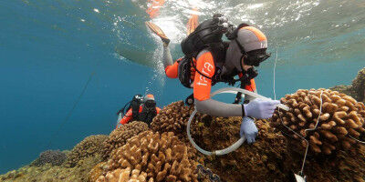 Gef�hrdete Naturstoff-Apotheke im Korallenriff