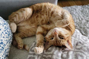 Les chats domestiques, une clé pour comprendre le cancer du sein