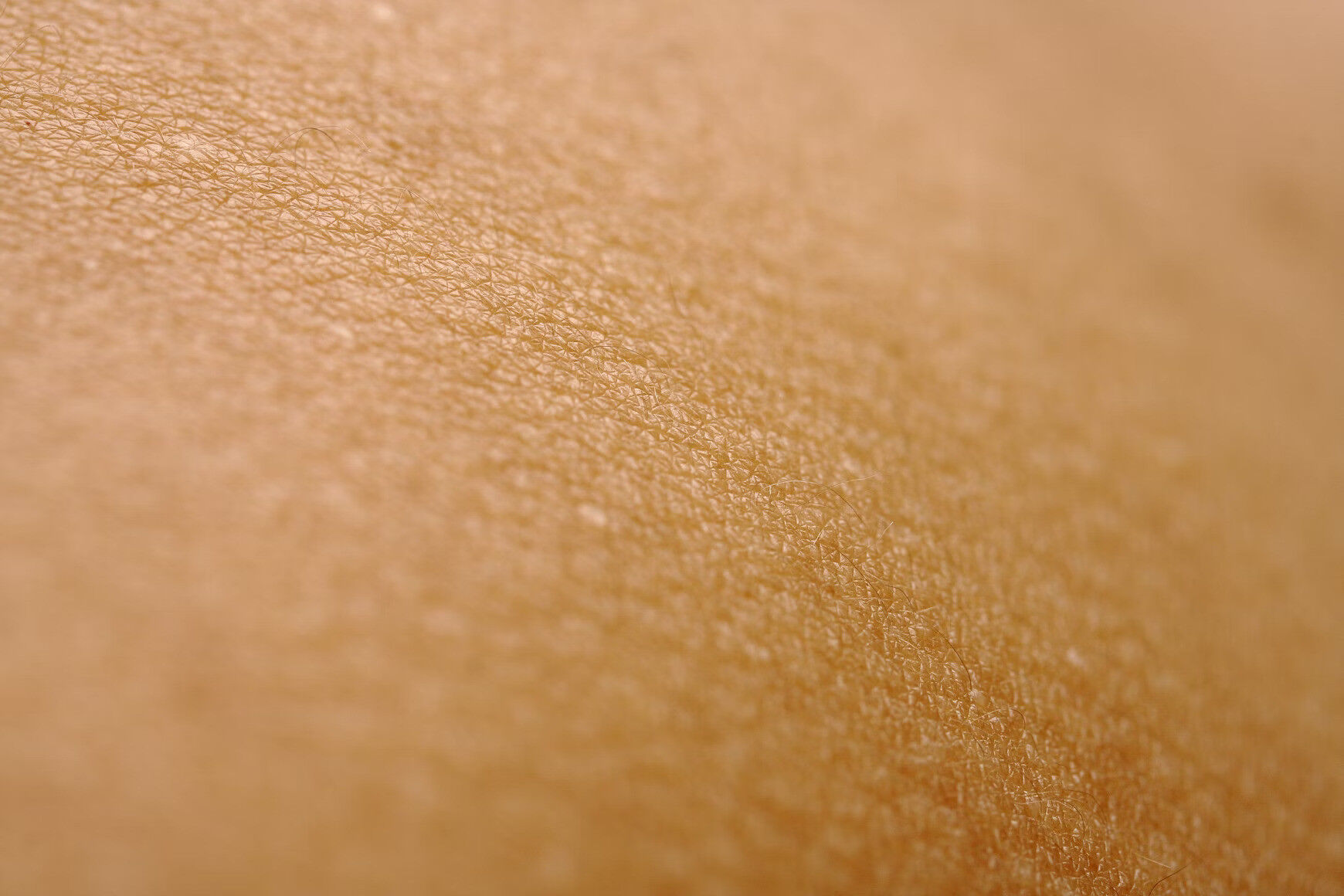 How skin temperature triggers either dreaming or muscle paralysis