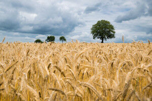 How Wheat Fends Off Fungi