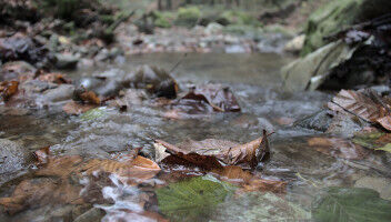 Les changements temporels dans la chute des feuilles ont des cons�quences pour les altises