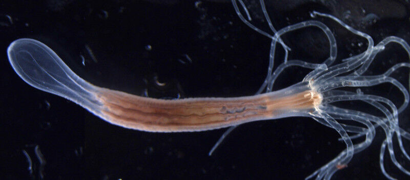 The sea anemone, alongside corals and jellyfish, belongs to the phylum Cnidaria.