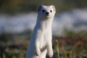 Plus d'habitat pour les hermines avec de simples tas de pierres