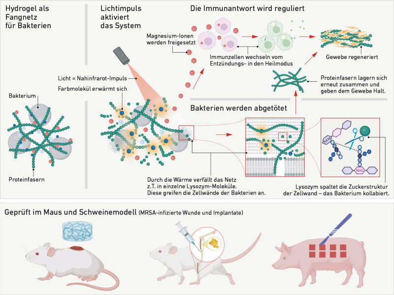 Comment l’hydrogel capture les bactéries et favorise la cicatrisation. (Gr