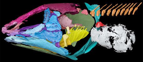 Prehistoric fish: coelacanths heard underwater using their lungs