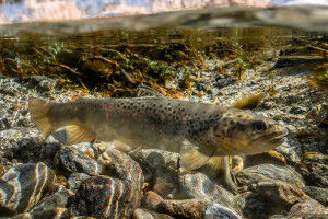 Rearing conditions influence the immune system of brown trout