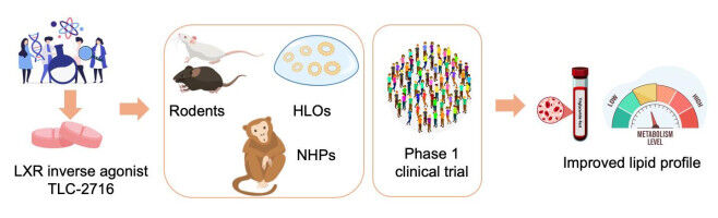 Erste klinische Studie reduziert �bersch�ssiges Fett im Blut