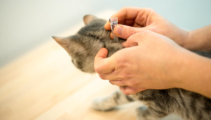 Floh- und Zeckenschutzmittel sind die wahrscheinlichsten Quellen für Fipronil in