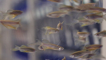 A machine for sorting zebrafish eggs