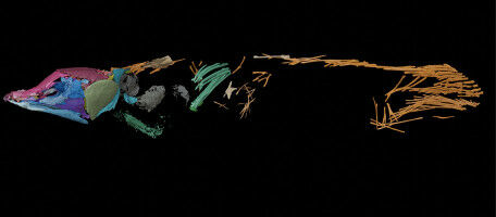 A new extinct species of coelacanth discovered thanks to Synchrotron