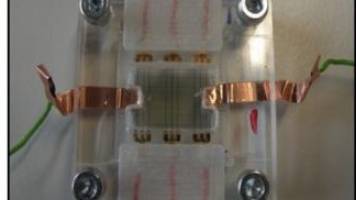 An array of dielectric elastomer actuators to stretch cells