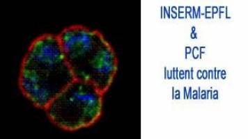 Antimalarial successful joint research