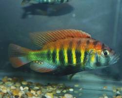 Artenbildung wird prognostizierbar