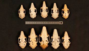 Artenvielfalt: Tierische Einwanderer profitieren von Gr�ssenvariationen