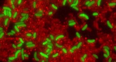 Bacteria Supply Their Allies With Munitions