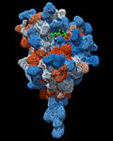 Basler Forschende finden neuen Mechanismus in der Immunabwehr