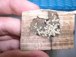 Berner Biologen weisen Kooperation bei K�fern nach