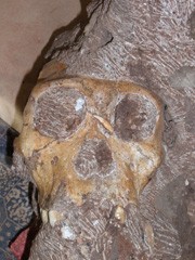 <p>Pr�paration des Kinder-Sch�dels der neuen Spezies «Australopit