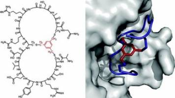 Bicyclic peptides as therapeutic agents