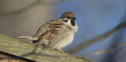 Communs, mais importants