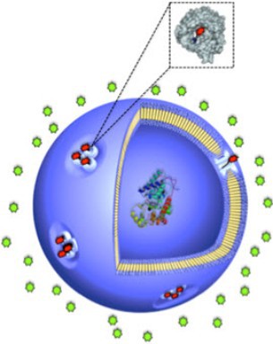 Nanovesicle with closed protein gates (red).