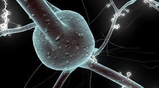 � EPFL / Blue Brain